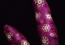 За нас компирот е компир, а јаболкото-јаболко, ама за овој јапонски уметник, тие се материјал за деликатна уметност