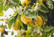 Есен иде дуњо моја!